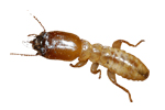 Termite pest control